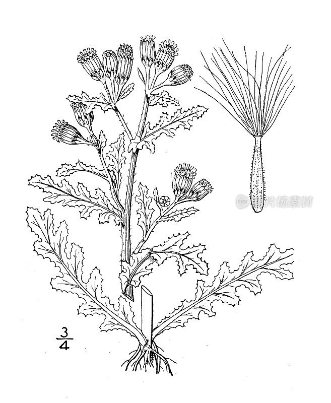 古植物学植物插图:Senecio vulgaris, Common groundsel